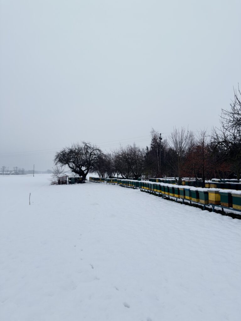 pasieka zimą
